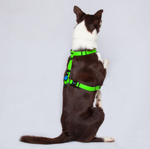 Arnés Verde Neon Para Perro En H Impermeable