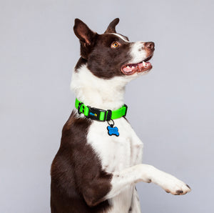 Collar Verde Neon Impermeable Para Perro