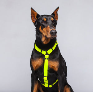 Arnés Amarillo Neon Para Perro En H Impermeable