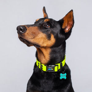 Collar Amarillo Neon Impermeable Para Perro