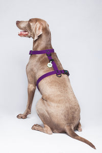 Arnés Morado Para Perro En H Impermeable