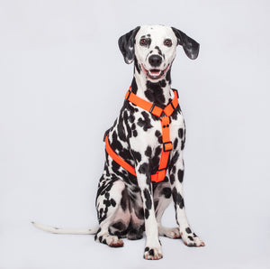 Arnés Naranja Neon Para Perro En H Impermeable