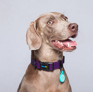 Collar Morado Impermeable Para Perro